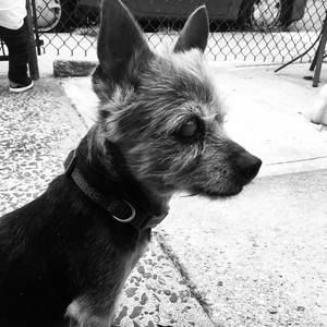 Meet your Posher, Anne